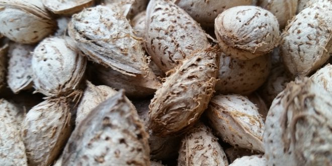 صادرات و فروش بادام پوست کاغذی ۰۹۱۲۰۷۷۴۱۲۸