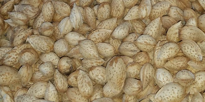 قیمت بادام کاغذی ۰۹۱۲۰۷۷۴۱۲۸
