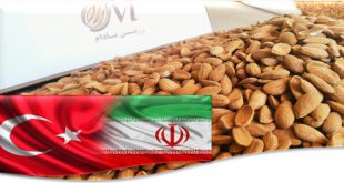 صادرات بادام به ترکیه 09120774128
